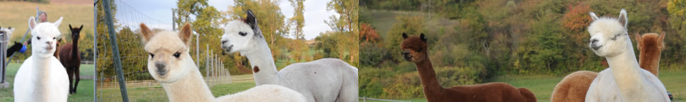 Galerie - Dateiname: head_galerie.jpg