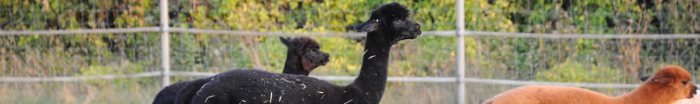 Galerie - Dateiname: head_kontakt.jpg