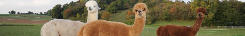 Galerie - Dateiname: head_links.jpg