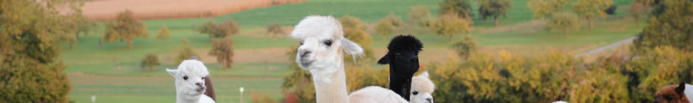 Galerie - Dateiname: head_sitemap.jpg