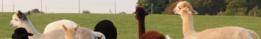 Galerie - Dateiname: head_ueber_alpakas.jpg