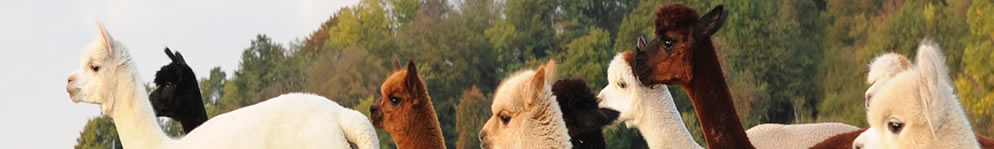 Galerie - Dateiname: head_verkauf.jpg