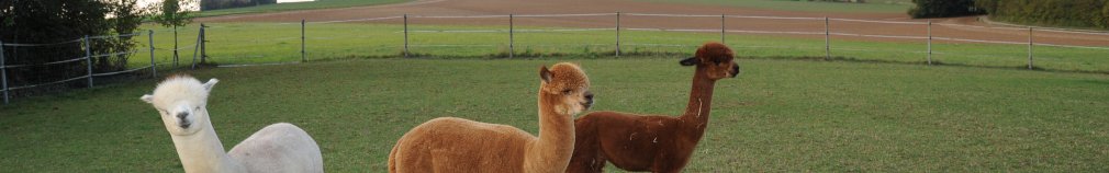 Galerie - Dateiname: head_zucht.jpg